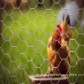 Home Garden Chicken Hexagonal Wire Malha de rede